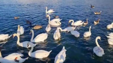 İngiltere, İngiltere - 11 Mayıs 2023: Willen Lake Park 'taki kuğular 