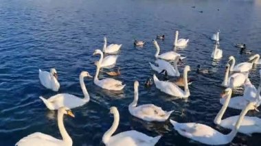 İngiltere, İngiltere - 11 Mayıs 2023: Willen Lake Park 'taki kuğular 