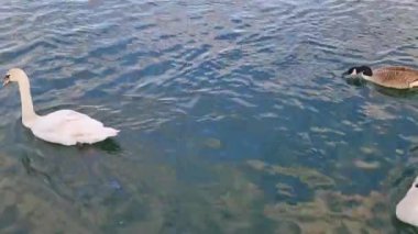 İngiltere, İngiltere - 11 Mayıs 2023: Willen Lake Park 'taki kuğular 