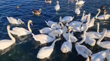 İngiltere, İngiltere - 11 Mayıs 2023: Willen Lake Park 'taki kuğular 