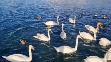 İngiltere, İngiltere - 11 Mayıs 2023: Willen Lake Park 'taki kuğular 