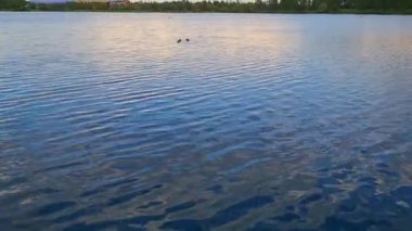 İngiltere, İngiltere - 11 Mayıs 2023: Willen Lake Park 'taki kuğular 