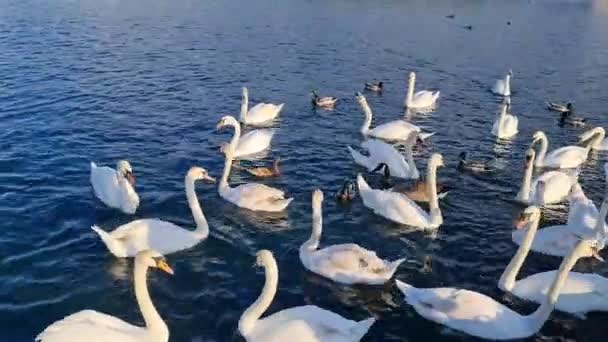Anglie Spojené Království Května 2023 Labutě Willen Lake Park — Stock video