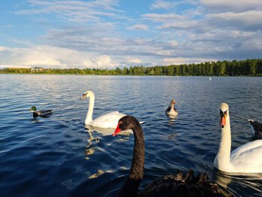 Milton Keynes, İngiltere - 11 Mayıs 2023: Willen Lake Park manzaralı. Willen Lake, Milton Keynes, Buckinghamshire 'da bulunan bir ziyaretçi merkezi.