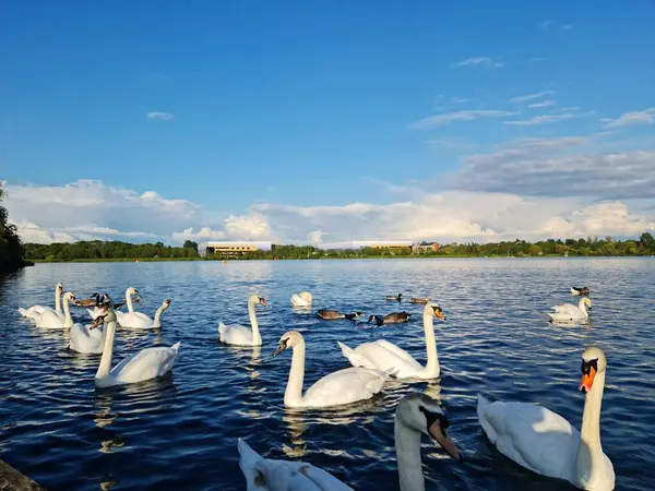 Milton Keynes, İngiltere - 11 Mayıs 2023: Willen Lake Park manzaralı. Willen Lake, Milton Keynes, Buckinghamshire 'da bulunan bir ziyaretçi merkezi.