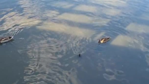 Oiseaux Aquatiques Mignons Willen Lake Public Park Milton Keynes City — Video
