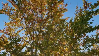 İngiltere 'nin en güzel İngiliz kırsalının en iyi hava manzarası.