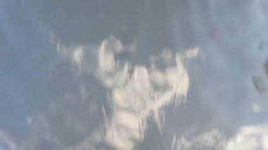 Güzel ve şirin su kuşları İngiltere 'nin yerel halk parkının suyunda yüzüyorlar.