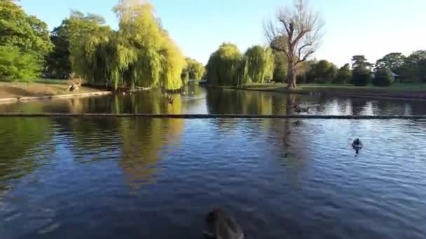 Όμορφα Και Χαριτωμένα Πουλιά Νερό Κολυμπούν Στη Λίμνη Του Τοπικού — Αρχείο Βίντεο