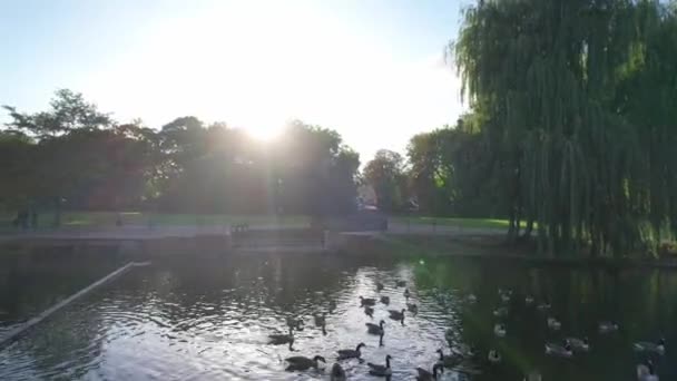 Beaux Mignons Oiseaux Eau Nagent Dans Eau Lac Parc Public — Video
