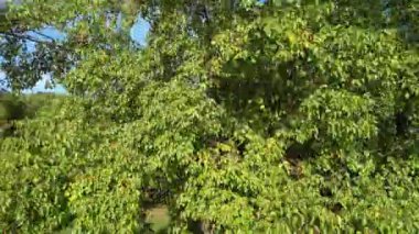 İngiltere 'nin Luton kasabasındaki yerel halk parkının yüksek açılı görüntüleri..