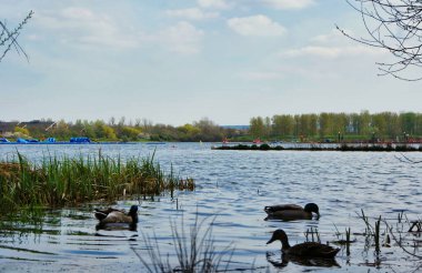 Willen Gölü 'nde ördekler