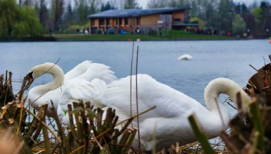 Willen Gölü 'nde güzel beyaz kuğular, Milton Keynes, Birleşik Krallık