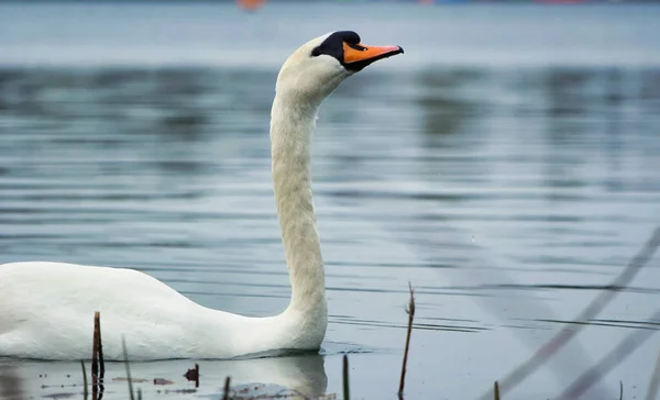 Красивый Белый Лебедь Озере Озеро Милтон Кейнс Великобритания — стоковое фото