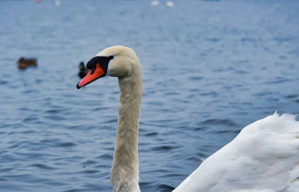 Hermoso Cisne Blanco Willen Lake Milton Keynes Reino Unido —  Fotos de Stock
