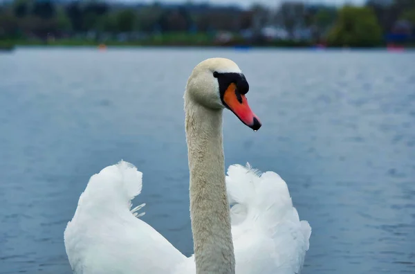 Mooie Witte Zwaan Aan Willen Lake Milton Keynes Verenigd Koninkrijk — Stockfoto