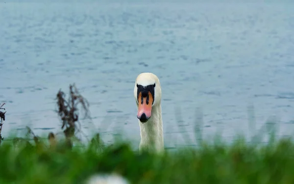 Krásná Bílá Labuť Willen Lake Milton Keynes Velká Británie — Stock fotografie