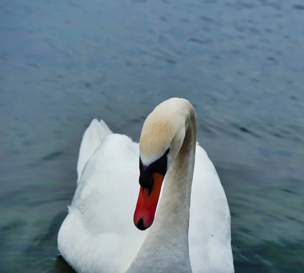 Krásná Bílá Labuť Willen Lake Milton Keynes Velká Británie — Stock fotografie