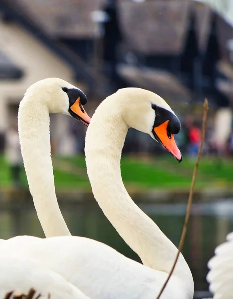 Beautiful White Swans Willen Lake Milton Keynes Egyesült Királyság — Stock Fotó