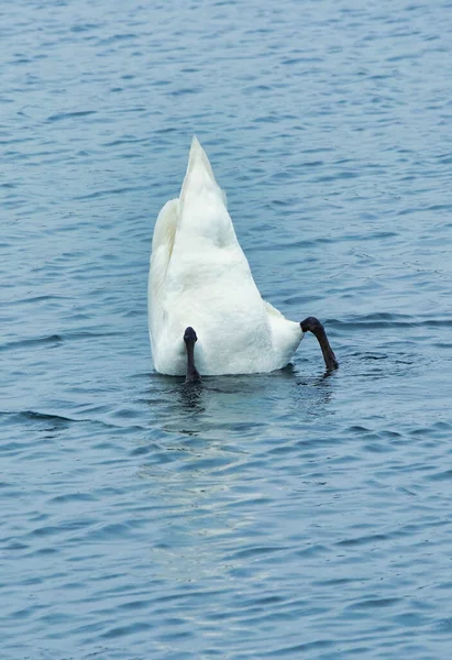 Piękny Biały Łabędź Nad Jeziorem Willen Milton Keynes Wielka Brytania — Zdjęcie stockowe