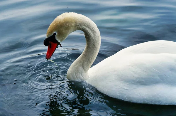 Красивый Белый Лебедь Озере Озеро Милтон Кейнс Великобритания — стоковое фото