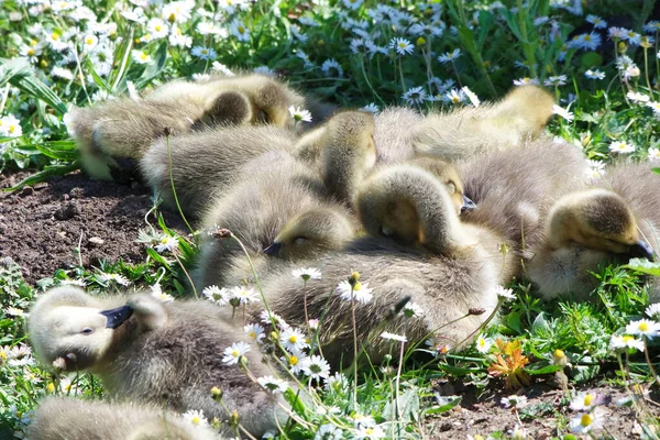 绿草中可爱的小鸭 — 图库照片