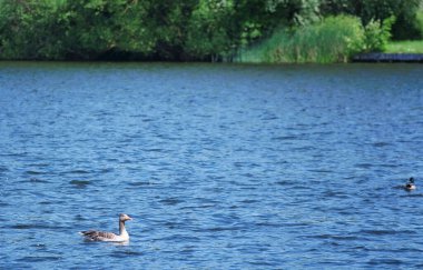 Caldecotte gölündeki ördekler 