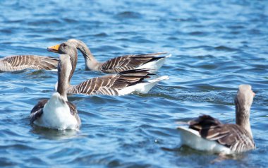 Caldecotte Gölü 'ndeki ördekler, İngiltere, Birleşik Krallık