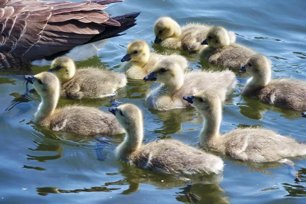 Oiseaux Aquatiques Mignons Lac Caldecotte — Photo