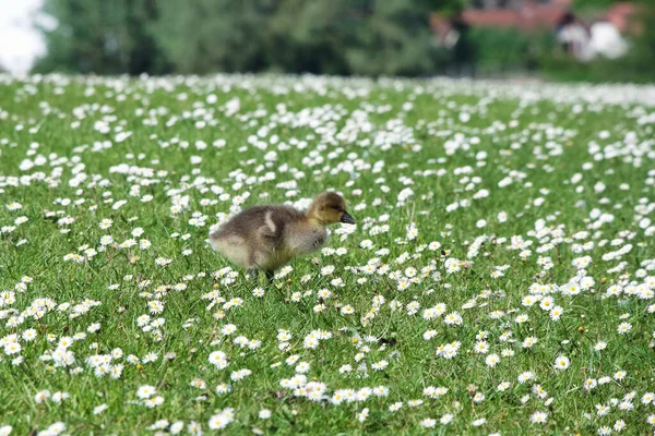 在绿色的草地上一只可爱的小鸭子 — 图库照片