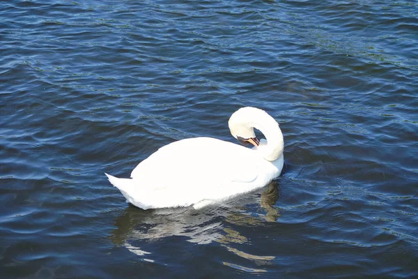 White Swan Lake — Stock Photo, Image