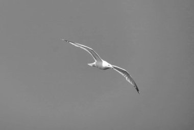 Martı gökyüzünde uçuyor.