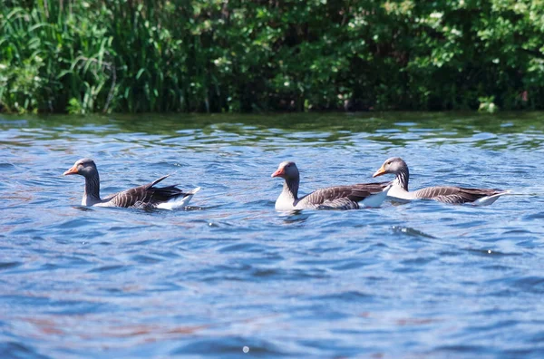 Ducks Caldecotte Lake — Stock Photo, Image
