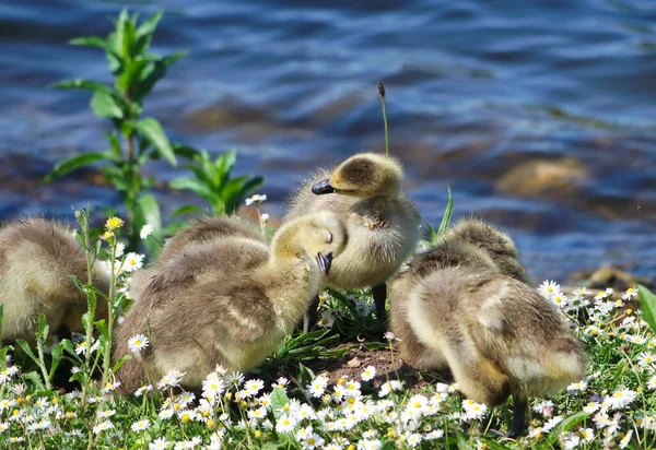 绿草地上可爱的小鸭 — 图库照片