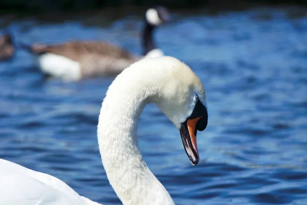 Белый Лебедь Озере — стоковое фото