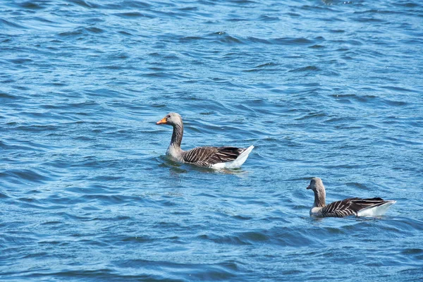 Ducks Caldecotte Lake — Stock Photo, Image
