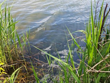 Caldecotte Gölü Parkı, Milton Keynes, İngiltere, Birleşik Krallık