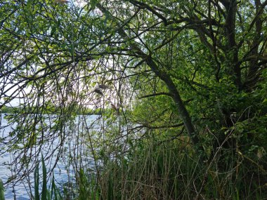 Caldecotte Gölü Parkı, Milton Keynes, İngiltere, Birleşik Krallık