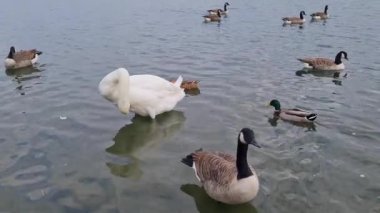 Slow Motion Su Kuşları, Kuğu ve Ördekler İngiltere 'deki Milton Keynes Gölü Willen Gölü' nün suyunda yüzüyor.