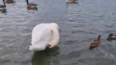 Slow Motion Su Kuşları, Kuğu ve Ördekler İngiltere 'deki Milton Keynes Gölü Willen Gölü' nün suyunda yüzüyor.