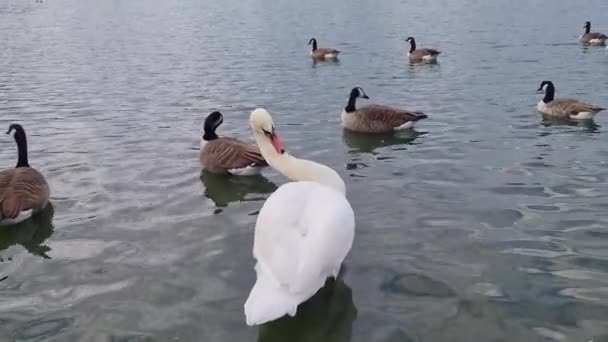 在英国米尔顿凯恩斯的威伦湖湖畔游泳的水鸟 天鹅和鸭子的慢动作镜头 — 图库视频影像