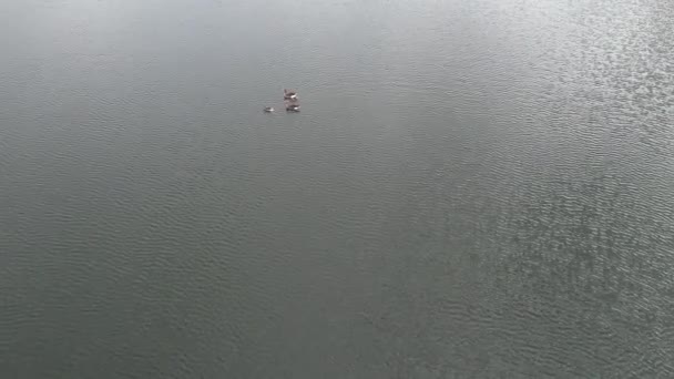Кадры Высоким Углом Съемки Озера Калдекотте Расположенного Городе Милтон Кинс — стоковое видео