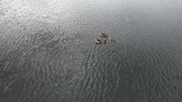 イギリスのミルトン ケインズ市に位置するカルデコット湖の高角度映像イギリス上空の朝の時間帯に 2023年8月15日にドローンのカメラで撮影されました — ストック動画