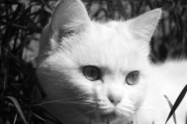 Black White Photo Beautiful Cat Outdoor — Stock Photo, Image