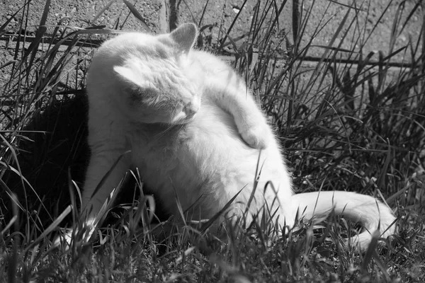 美丽的猫在户外的黑白照片 — 图库照片