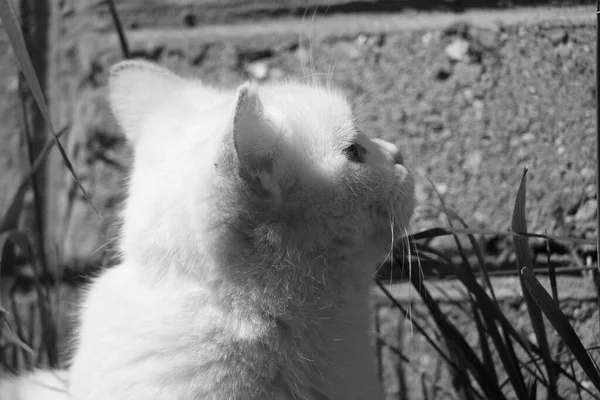 하얀색으로 아름다운 고양이 — 스톡 사진