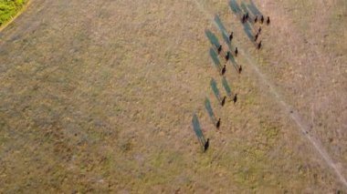 İngiltere 'deki Hava Görüntüleri Kara Boğalar ve İnekler Çiftliği
