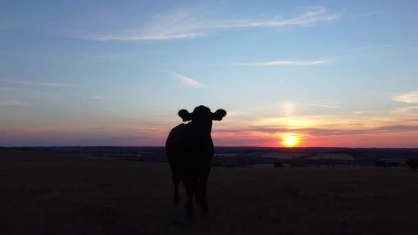 Filmati Aerei Black Bulls Cows Farm Inghilterra — Video Stock