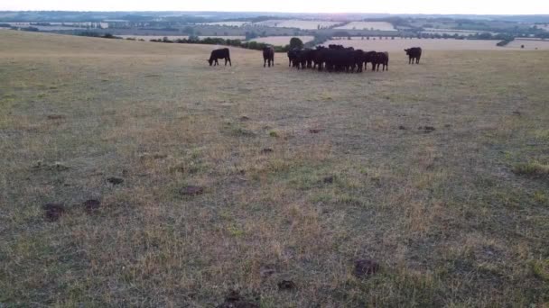 Filmación Aérea Granja Toros Negros Vacas Inglaterra — Vídeos de Stock