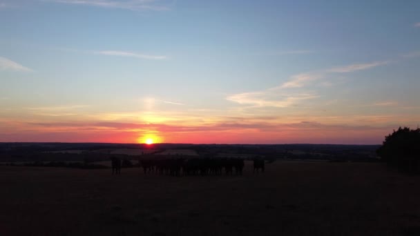Filmati Aerei Black Bulls Cows Farm Inghilterra — Video Stock